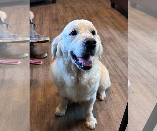 Medium Photo #5 Golden Retriever Puppy For Sale in Pacolet, SC, USA