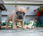 Puppy Sally French Bulldog