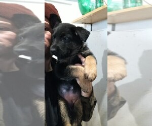 German Shepherd Dog Puppy for sale in APPLEGATE, CA, USA