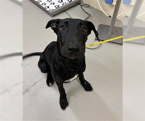 Labrador Retriever-Unknown Mix Dogs for adoption in Sanford, FL, USA