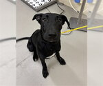 MIRANDA - Female Labrador Retriever-Unknown Mix Dog for Adoption - Small photo