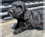 Small Photo #8 Aussiedoodle-Poodle (Standard) Mix Puppy For Sale in RUSSELL, IA, USA