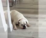 Small #1 Bulldog