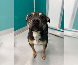 Rottweiler-Unknown Mix Dogs for adoption in Oklahoma City, OK, USA