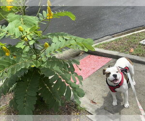 Poppy - Female American Bulldog-Unknown Mix Dog for Adoption - Photo #7