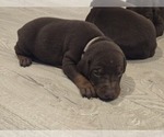 Small Photo #4 Doberman Pinscher Puppy For Sale in MONROE, NC, USA