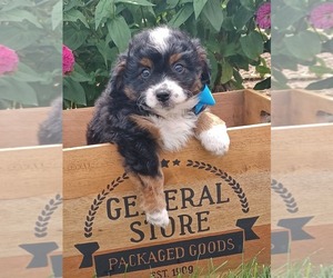 Aussiedoodle Miniature  Puppy for sale in NILES, MI, USA
