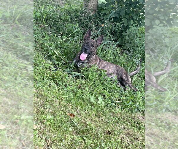 Medium Photo #2 Mutt Puppy For Sale in Osgood, IN, USA