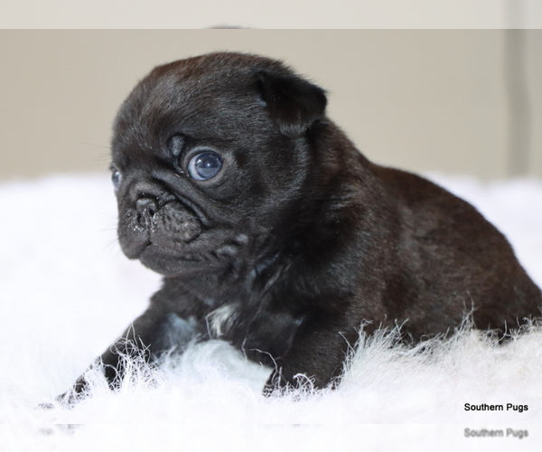Medium Photo #10 Pug Puppy For Sale in WINNSBORO, TX, USA