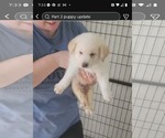 Small #1 Mutt