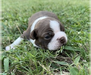 Boston Terrier Puppy for sale in GARFIELD, AR, USA