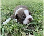 Image preview for Ad Listing. Nickname: Romeo