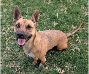 German Shepherd Dog-Unknown Mix Dogs for adoption in Plano, TX, USA