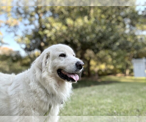 Medium Photo #6 Great Pyrenees Puppy For Sale in Spring, TX, USA