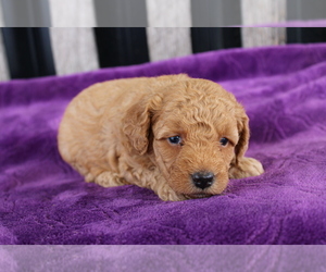 Goldendoodle (Miniature) Puppy for sale in BLOOMINGTON, IN, USA