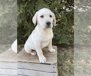 Labrador Retriever Puppy for sale in MIDDLEBURY, IN, USA