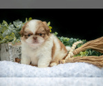 Small #3 Shih Tzu