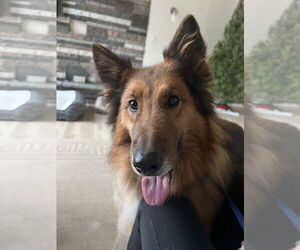 Collie-German Shepherd Dog Mix Dogs for adoption in St. Cloud, MN, USA