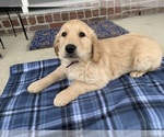 Small Photo #12 Golden Retriever Puppy For Sale in GREENWD, IN, USA