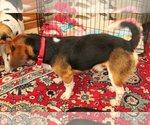 Small Photo #5 Beagle Puppy For Sale in Valrico, FL, USA