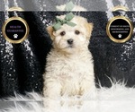 Small Photo #7 Maltipoo (Miniature) Puppy For Sale in WARSAW, IN, USA