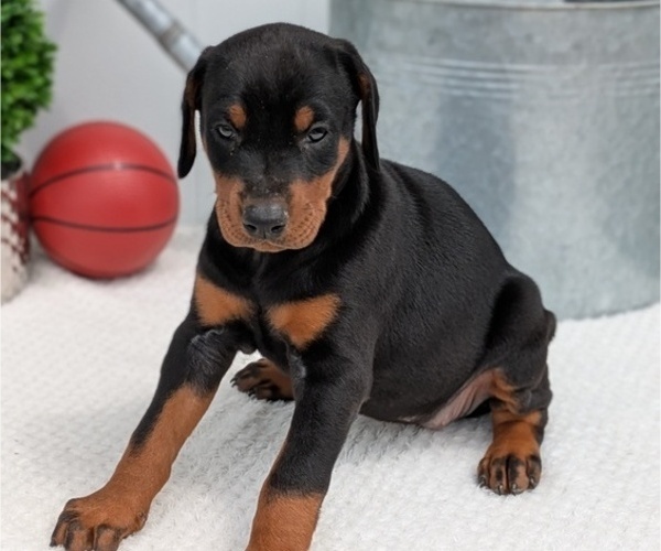Medium Photo #6 Doberman Pinscher Puppy For Sale in GOSHEN, IN, USA