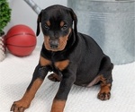 Small Photo #69 Doberman Pinscher Puppy For Sale in GOSHEN, IN, USA
