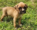Puppy Nova Boxer
