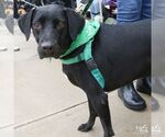 Small Photo #3 Labrador Retriever-Unknown Mix Puppy For Sale in Washington, DC, USA