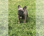 Small Photo #58 French Bulldog Puppy For Sale in WHITTIER, CA, USA