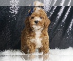 Puppy Bingo AKC Poodle (Toy)