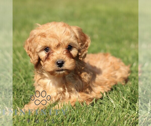 Medium Photo #1 Cavapoo (Miniature) Puppy For Sale in RONKS, PA, USA