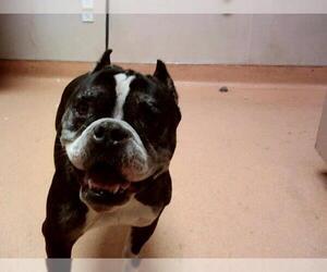 American Pit Bull Terrier-Unknown Mix Dogs for adoption in Martinez, CA, USA