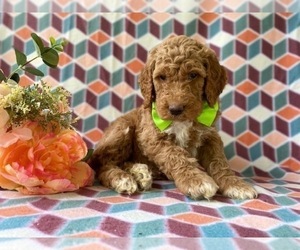 Goldendoodle (Miniature) Puppy for sale in LANCASTER, PA, USA