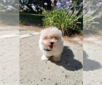 Small Photo #7 Shih-Poo Puppy For Sale in LOS ANGELES, CA, USA