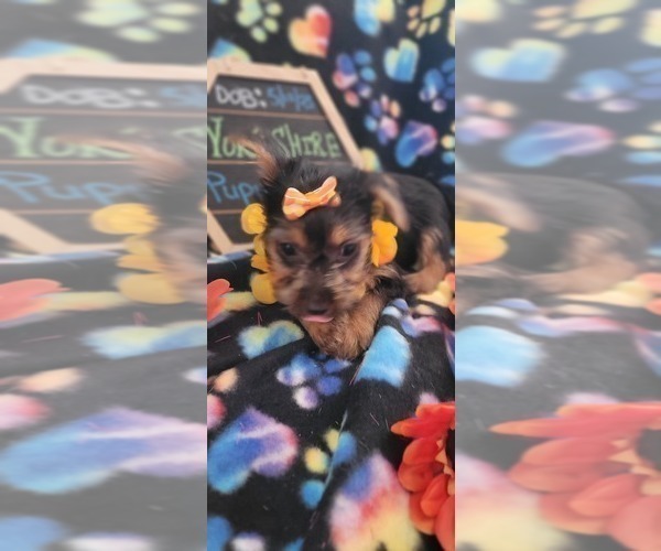 Medium Photo #3 Yorkshire Terrier Puppy For Sale in AKRON, OH, USA