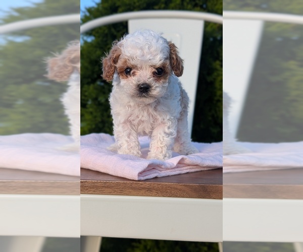 Medium Photo #13 Cavapoo (Miniature) Puppy For Sale in GOSHEN, IN, USA