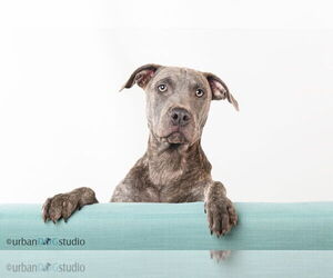 Sydney - F - Female American Pit Bull Terrier-German Shepherd Dog Mix Dog for Adoption - Photo #4