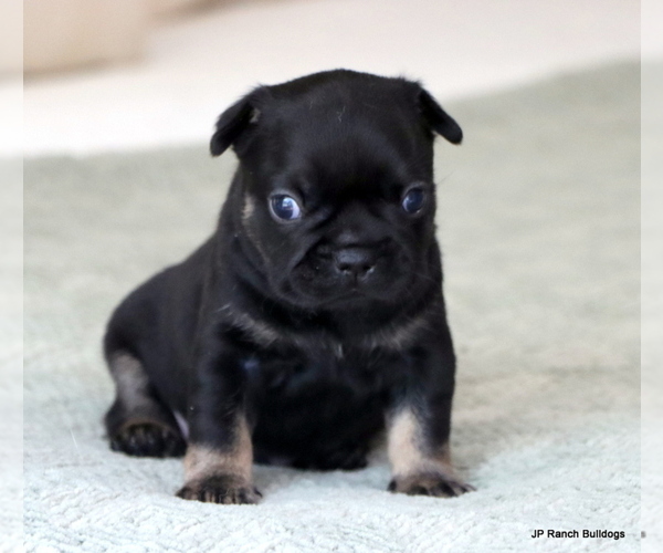 Medium Photo #8 French Bulldog Puppy For Sale in WINNSBORO, TX, USA