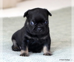 Small Photo #8 French Bulldog Puppy For Sale in WINNSBORO, TX, USA
