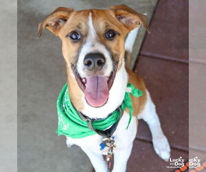 Mutt Dogs for adoption in Washington, DC, USA