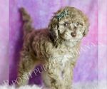 Small Photo #66 Maltipoo (Miniature) Puppy For Sale in WARSAW, IN, USA