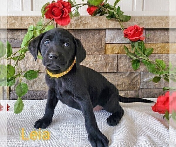 Medium Photo #6 Labrador Retriever Puppy For Sale in CATO, NY, USA
