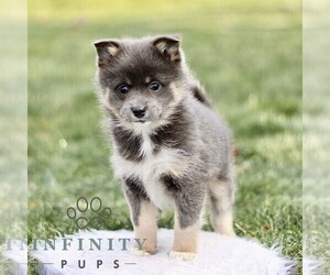 Pom-Shi Puppy for sale in GAP, PA, USA