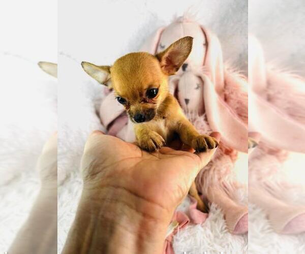 Medium Photo #12 Chihuahua Puppy For Sale in AVENEL, NJ, USA