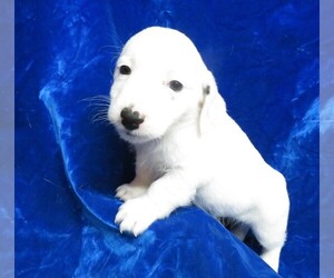 Jack Russell Terrier-Poodle (Toy) Mix Puppy for sale in NORWOOD, MO, USA