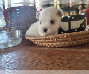 Maltese Puppy for sale in BRANSON, MO, USA