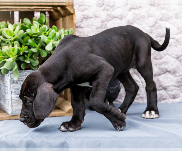 Medium Photo #8 Great Dane Puppy For Sale in WAKARUSA, IN, USA
