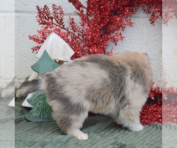 Medium Photo #3 Pomsky Puppy For Sale in HONEY BROOK, PA, USA