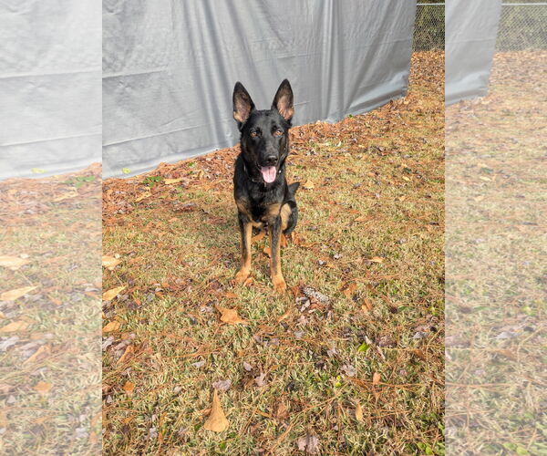 Medium Photo #2 German Shepherd Dog Puppy For Sale in La Grange , NC, USA